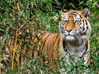 Слагалица «Bamboo and tiger»