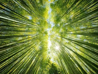 Jigsaw Puzzle «Bamboo in the future»