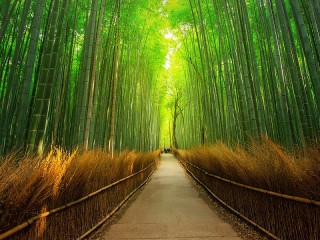 Пазл «Бамбуковый лес»