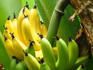 Puzzle «Bananas»