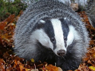 Jigsaw Puzzle «Badger»