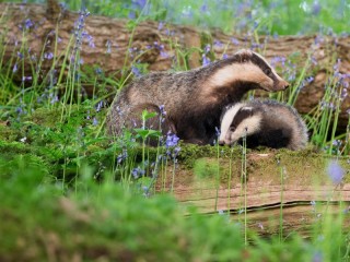 Jigsaw Puzzle «Badgers»