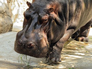 Zagadka «Hippo»
