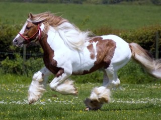 Bulmaca «Running horse»
