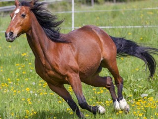 Rompicapo «Running horse»