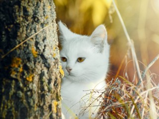Rompecabezas «White cat»