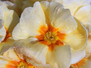 Quebra-cabeça «white primrose»