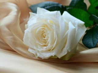 Puzzle «White rose»