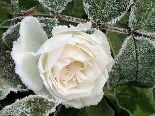 Пазл «Белая роза в инее»