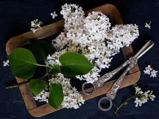 Jigsaw Puzzle «White lilac»