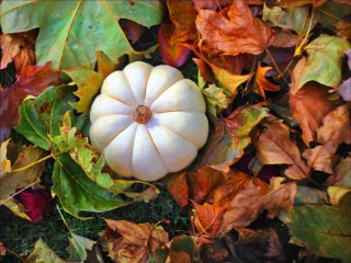 Пазл «white pumpkin»