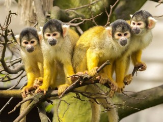 Bulmaca «Squirrel monkeys»