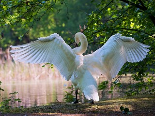 Jigsaw Puzzle «White wings»