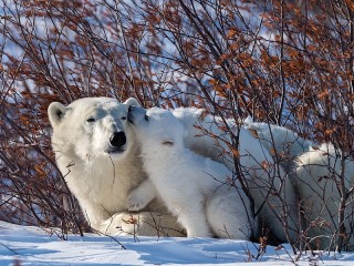 Пазл «The polar bears»