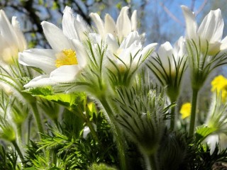 Пазл «Белые первоцветы»