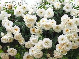 Puzzle «Belie rozi»