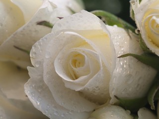 Rompecabezas «White roses»
