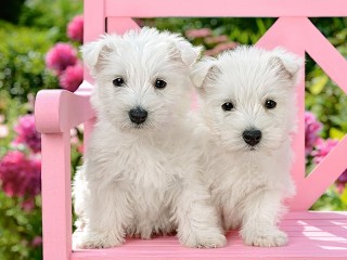 Puzzle «White puppies»