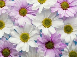 Пазл «Белые цветы»
