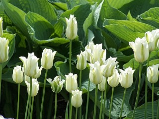 パズル «White tulips»