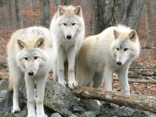 Jigsaw Puzzle «White wolves»
