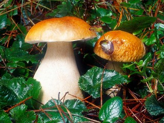 Quebra-cabeça «White mushroom»