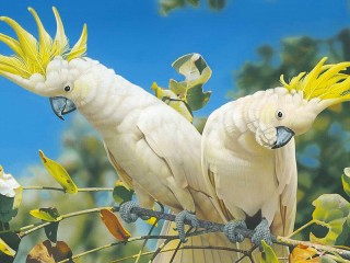 Rompecabezas «White cockatoo»