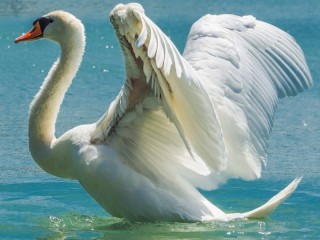 Puzzle «White Swan»