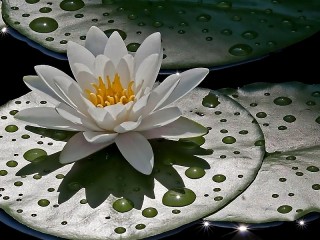 Пазл «White Lotus»