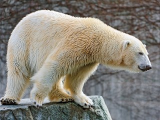 Slagalica «Polar bear»