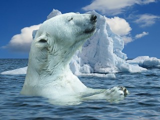 パズル «Polar bear»