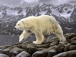 Rätsel «Polar bear»