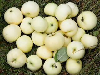Puzzle «White apples»