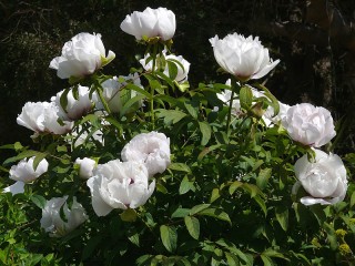 Jigsaw Puzzle «White peony»