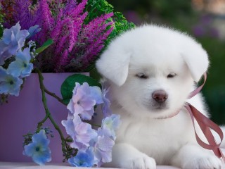Пазл «Белый щенок»