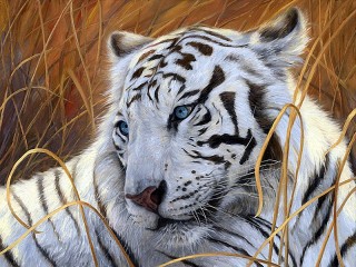 Jigsaw Puzzle «White tiger»