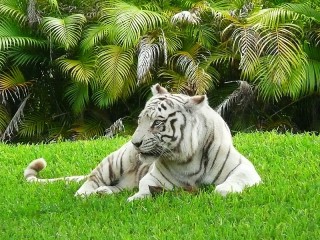 Пазл «White tiger»