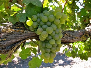 Bulmaca «White grapes»