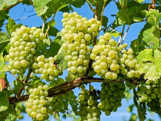 Jigsaw Puzzle «White grapes»