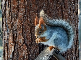 Bulmaca «Squirrel»