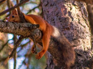 Слагалица «Squirrel»