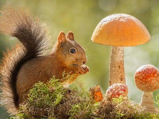 Jigsaw Puzzle «Squirrel and mushrooms»