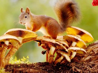 Пазл «Squirrel and mushrooms»