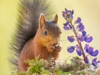 Jigsaw Puzzle «Squirrel and lupine»