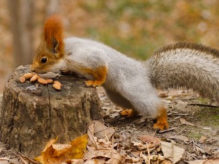Puzzle «Squirrel and nuts»