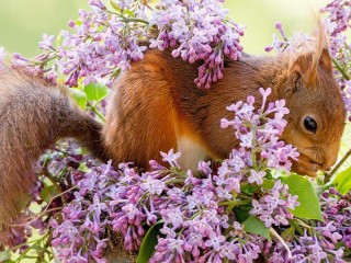 Quebra-cabeça «Squirrel and lilac»