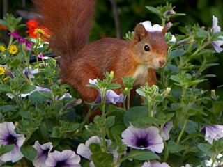 Пазл «Squirrel and flowers»
