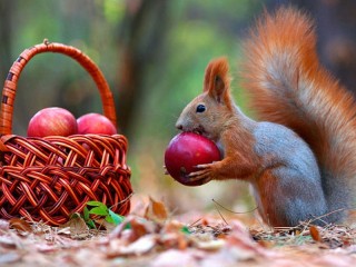 Rompecabezas «Squirrel and apples»