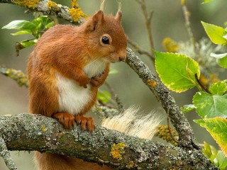 Rompecabezas «Squirrel on the tree»