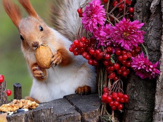 Пазл «Squirrel with nuts»